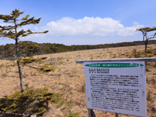 根室市 落石岬のサカイツツジ自生地 | 北海道の「今」をお届け Domingo -ドミンゴ-