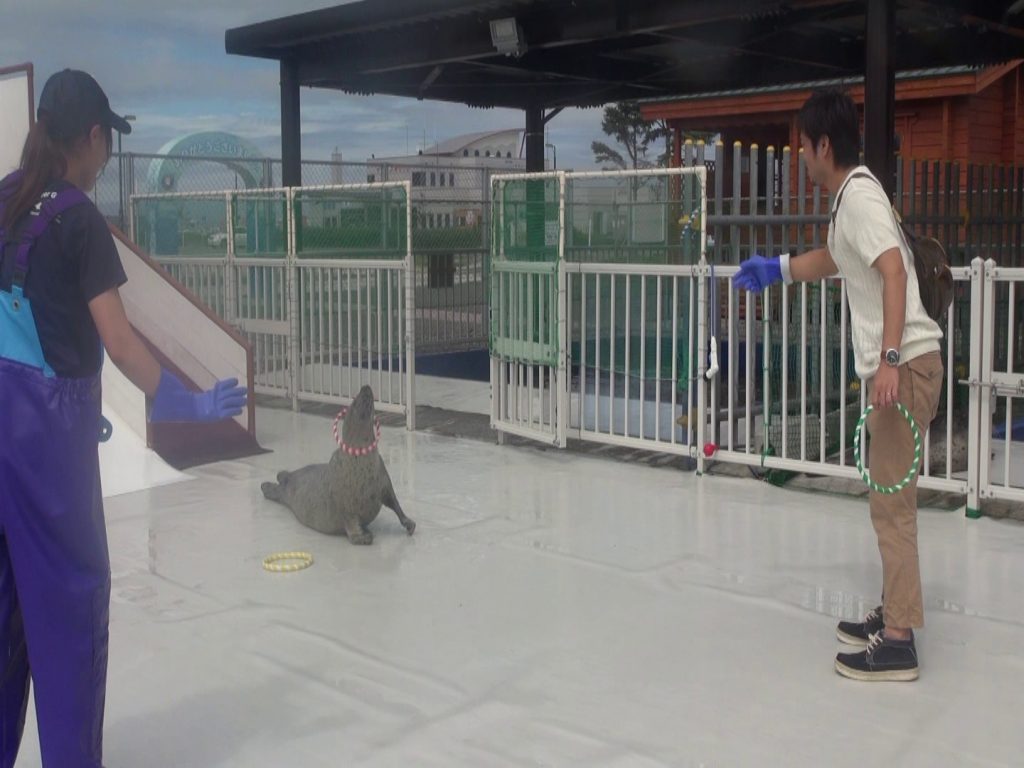 アザラシ シーパラダイス 北海道の 今 をお届け Domingo ドミンゴ