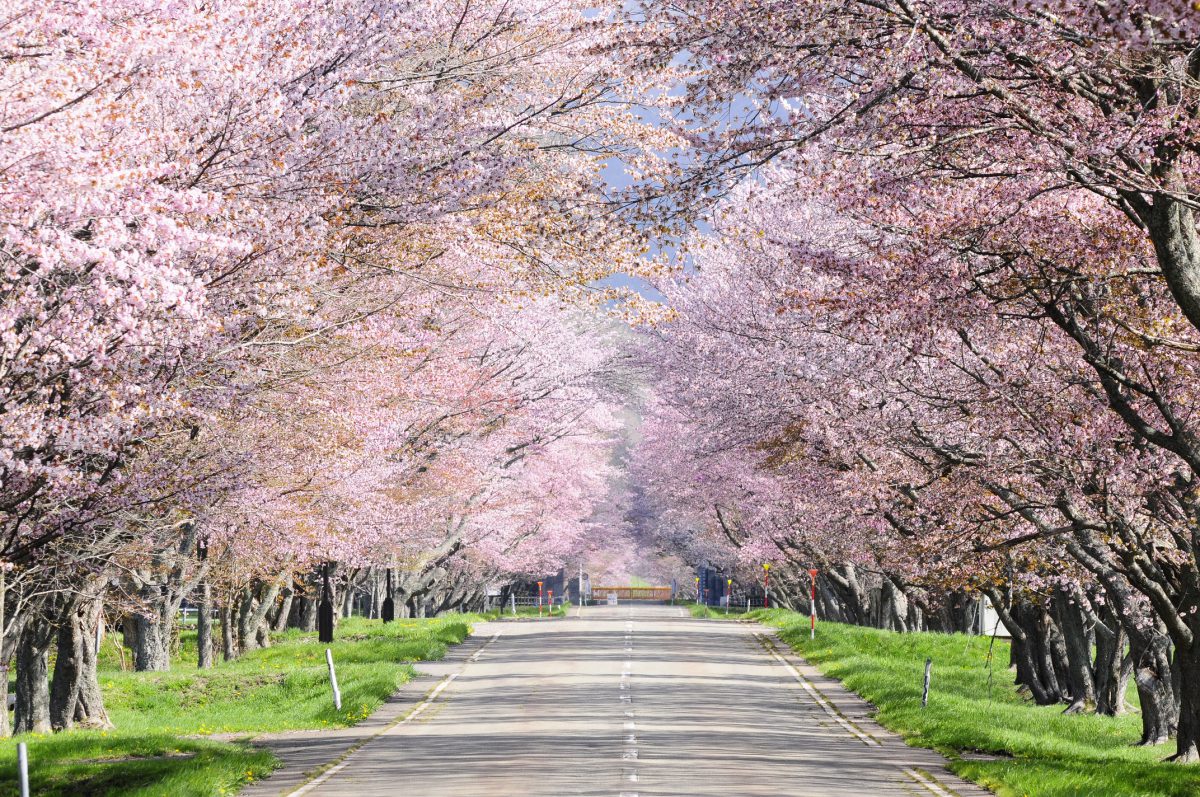 Yushun Sakura Road（Urakawa Town）| Domingo