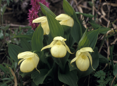 レブンアツモリソウ群生地（礼文町）| Domingo -ドミンゴ-