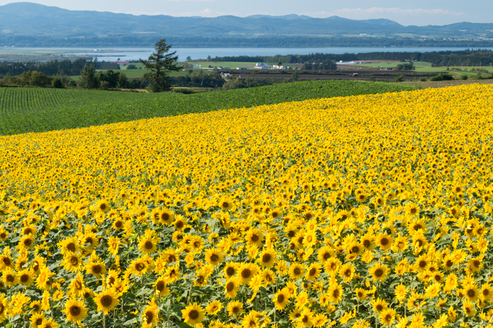 朝日ヶ丘公園 北海道の 今 をお届け Domingo ドミンゴ