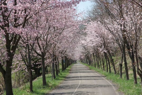 Cherry Blossom-Lined Cycling Road（Utashinai City）| Domingo