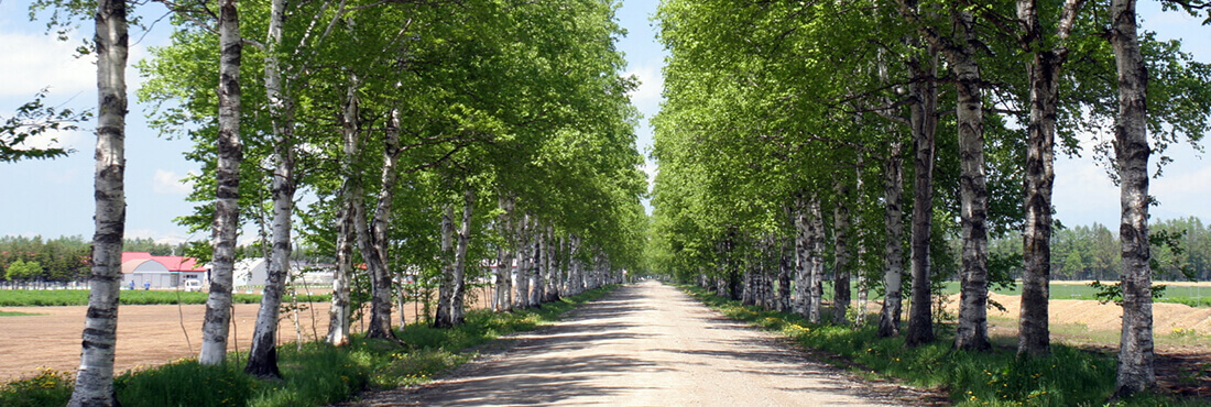 白樺並木（音更町）| Domingo -ドミンゴ-