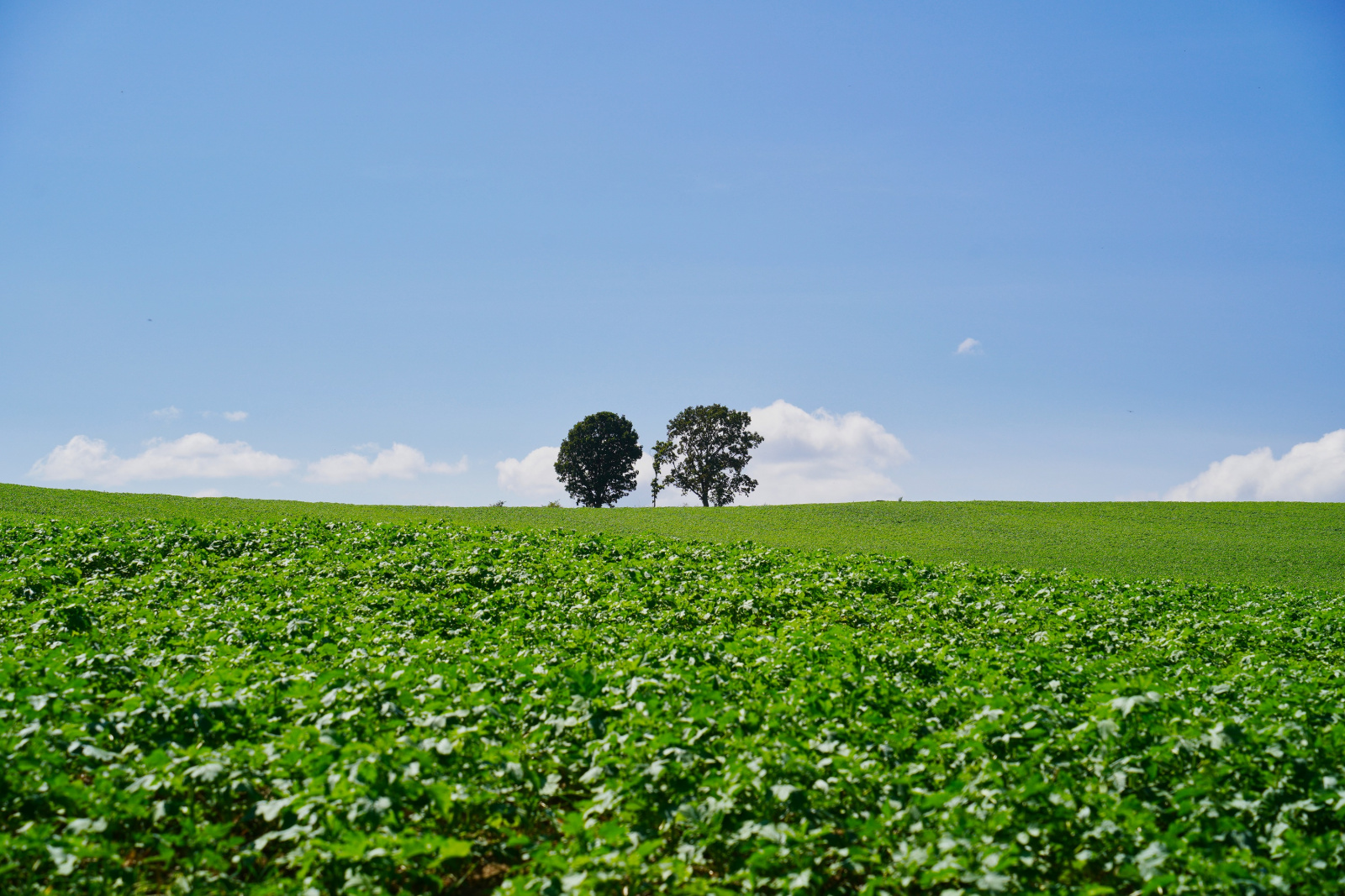 親子の木（美瑛町）| Domingo -ドミンゴ-