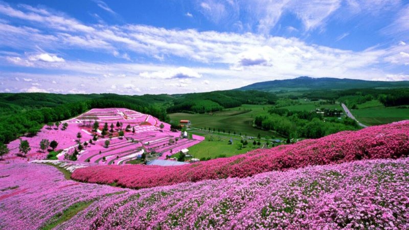 ひがしもこと芝桜公園（大空町）| Domingo -ドミンゴ-